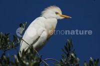 /album/gar%c3%a7a%20boeira%20%28bubulcus%20ibis%29/gar025-jpg/