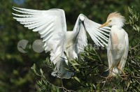 /album/gar%c3%a7a%20boeira%20%28bubulcus%20ibis%29/gar024-jpg/