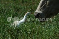 /album/gar%c3%a7a%20boeira%20%28bubulcus%20ibis%29/gar002-jpg/
