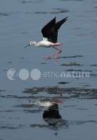 /album/pernalonga-himantopus-himantopus/pl01-jpg/