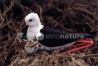 /album/pernalonga-himantopus-himantopus/pl03-jpg/