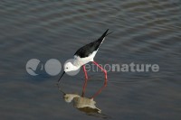/album/pernalonga-himantopus-himantopus/pl4-jpg/
