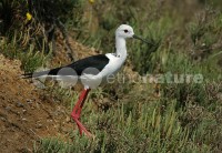/album/pernalonga-himantopus-himantopus/pl5-1-jpg/