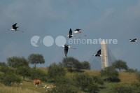 /album/pernalonga-himantopus-himantopus/pl6-jpg/