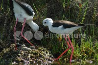 /album/pernalonga-himantopus-himantopus/pl8-jpg/