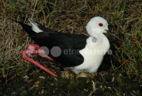 /album/pernalonga-himantopus-himantopus/pl010-jpg/