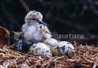 /album/pernalonga-himantopus-himantopus/pl011-jpg/