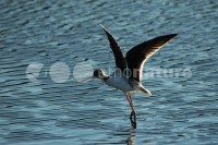 /album/pernalonga-himantopus-himantopus/pl012-jpg/