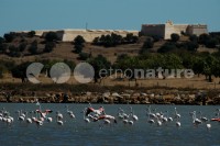 /album/flamingo-phoenicopterus-ruber/fla003-jpg/