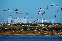 /album/flamingo-phoenicopterus-ruber/fla012-jpg/