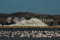 /album/flamingo-phoenicopterus-ruber/fla002-jpg/