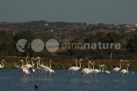 /album/flamingo-phoenicopterus-ruber/fla006-jpg/