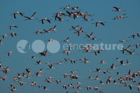 /album/flamingo-phoenicopterus-ruber/fla014-jpg/