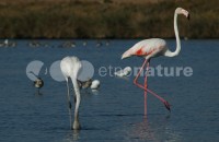 /album/flamingo-phoenicopterus-ruber/fla024-jpg/