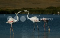 /album/flamingo-phoenicopterus-ruber/fla028-jpg/