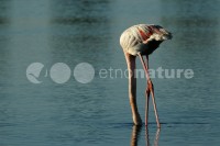 /album/flamingo-phoenicopterus-ruber/fla041-jpg/