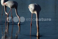 /album/flamingo-phoenicopterus-ruber/fla042-jpg/