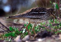 /album/alcarav%c3%a3o%20%28burhinus%20oedicnemus%29/alcaravao-jpg/