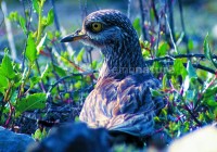 /album/alcarav%c3%a3o%20%28burhinus%20oedicnemus%29/p-alcaravao-jpg/