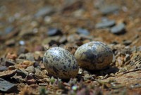 /album/alcarav%c3%a3o%20%28burhinus%20oedicnemus%29/p-alcaravaoovos-jpg/