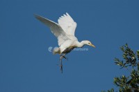 /album/gar%c3%a7a%20boeira%20%28bubulcus%20ibis%29/gar%c3%a7aboeira01-jpg/