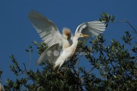 /album/gar%c3%a7a%20boeira%20%28bubulcus%20ibis%29/gar%c3%a7aboeira02-jpg/