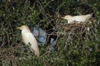 /album/gar%c3%a7a%20boeira%20%28bubulcus%20ibis%29/gar%c3%a7aboeira03-jpg/