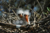 /album/gar%c3%a7a%20boeira%20%28bubulcus%20ibis%29/gar%c3%a7aboeira05-jpg/