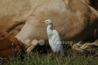 /album/gar%c3%a7a%20boeira%20%28bubulcus%20ibis%29/gar%c3%a7aboeira07-jpg/