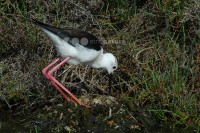 /album/pernalonga-himantopus-himantopus/pernalonga03-jpg/
