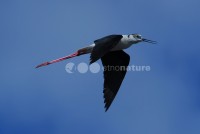 /album/pernalonga-himantopus-himantopus/pernalonga01-jpg/
