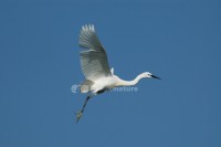 /album/gar%c3%a7a-branca-pequena%20%28egretta%20garzetta%29/gar%c3%a7abranca01-jpg/