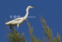 /album/gar%c3%a7a-branca-pequena%20%28egretta%20garzetta%29/gar%c3%a7abranca06-jpg/