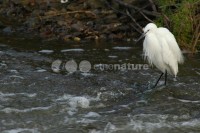 /album/gar%c3%a7a-branca-pequena%20%28egretta%20garzetta%29/gar%c3%a7abranca03-jpg/