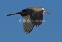 /album/gar%c3%a7a%20real%20%28egretta%20cinerea%29/gar%c3%a7areal02-jpg/