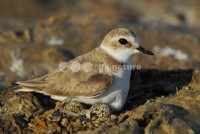 /album/borrelho-de-coleira-interrompida-charadrius-alexandrinus/borrelho-002-jpg/