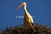 /album/cegonha-branca-ciconia-ciconia/cegonha002-jpg/