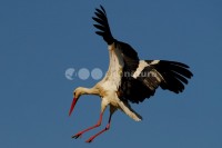 /album/cegonha-branca-ciconia-ciconia/cegonha004-jpg/