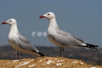 /album/gaivota-de-audouin-larus-audouinii/gaivotaaud01-jpg/