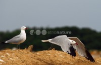 /album/gaivota-de-audouin-larus-audouinii/gaivotaaud04-jpg/