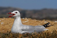 /album/gaivota-de-audouin-larus-audouinii/gaivotaaud02-jpg/