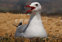 /album/gaivota-de-audouin-larus-audouinii/gaivotaaud03-jpg/