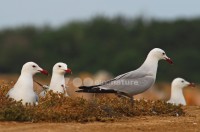 /album/gaivota-de-audouin-larus-audouinii/gaivotaaud05-jpg/