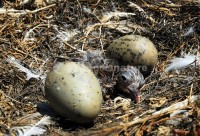 /album/gaivota-de-audouin-larus-audouinii/gaivotaaud06-jpg/