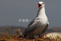 /album/gaivota-de-audouin-larus-audouinii/gaivotaaud09-jpg/