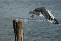 /album/gaivota-de-asa-escura-larua/gaivotaasasesc01-jpg/