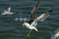 /album/gaivota-de-asa-escura-larua/gaivotaasasesc02-jpg/