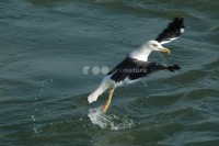 /album/gaivota-de-asa-escura-larua/gaivotaasasesc03-jpg/