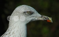 /album/gaivota-de-asa-escura-larua/gv010-jpg/