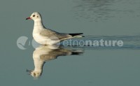 /album/guincho-comum-larus-ridibundus/gv006-jpg/